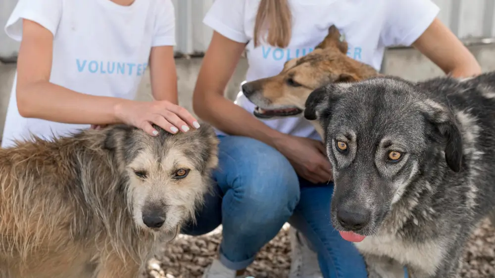 How Vridhi Welfare Trust Provides Lifesaving Animal Support Services